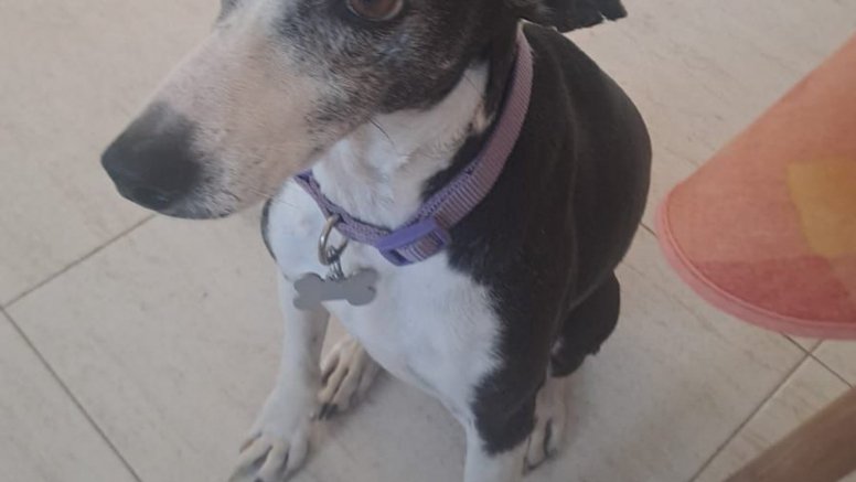 Lupita, la perra desaparecida en Gime.