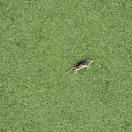 Un ratón en el parque infantil de Mancha Blanca en Tinajo.