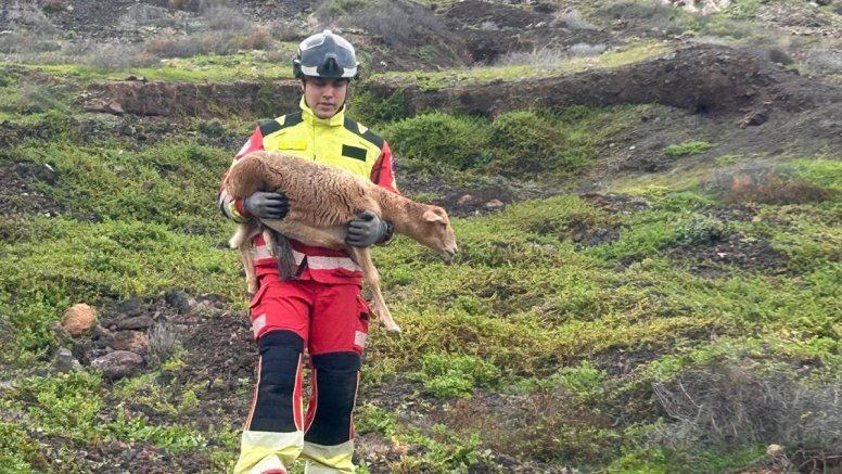 Rescate de una oveja en la montaña de Tahíche