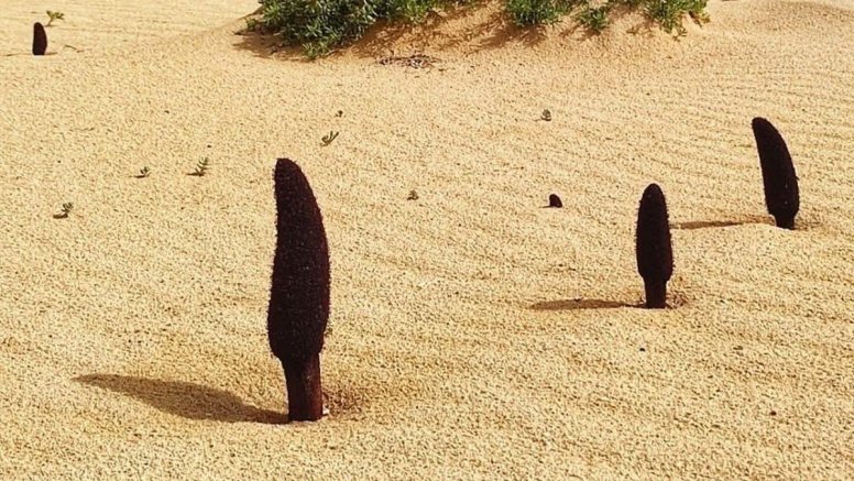 Cynomorium coccineum, una de las especies que germinan en La Graciosa