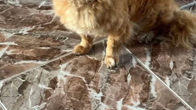Perrita perdida en San Bartolomé
