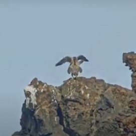 Captan la primera cópula del halcón tagarote en Timanfaya. Foto: SEOBirdLife.