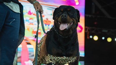 Concurso de Disfraces Caninos de Arrecife