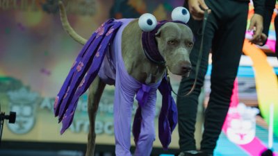 Concurso de Disfraces Caninos de Arrecife