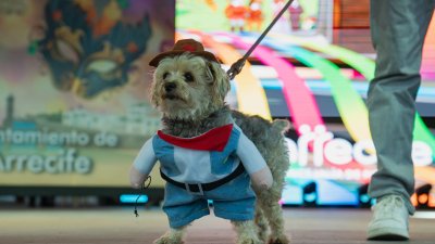 Concurso de Disfraces Caninos de Arrecife