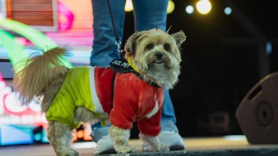 Concurso de Disfraces Caninos de Arrecife