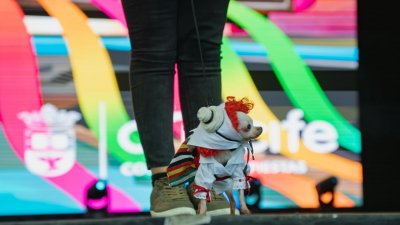 Concurso de Disfraces Caninos de Arrecife