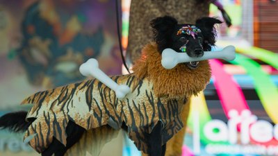 Concurso de Disfraces Caninos de Arrecife