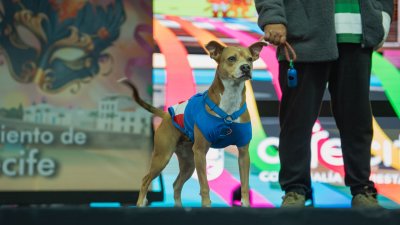 Concurso de Disfraces Caninos de Arrecife