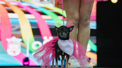 Concurso de Disfraces Caninos de Arrecife