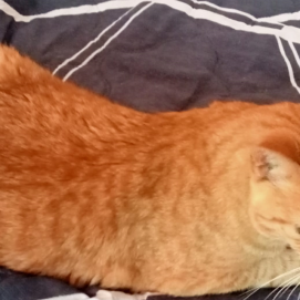 El gato desaparecido en El Islote