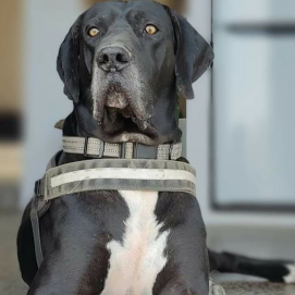 El perro "Anubis" perdido en la zona de El Islote