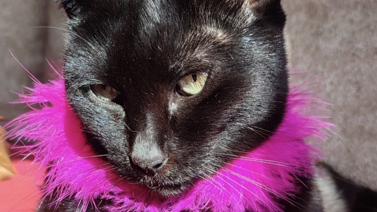 La gata Suerte