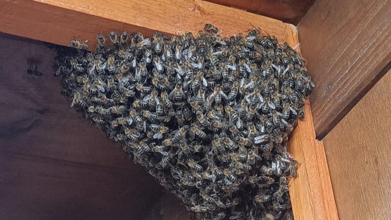 Enjambre de abejas en la vivienda