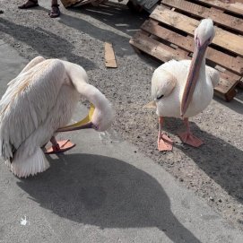 Pelícanos encontrados en La Graciosa