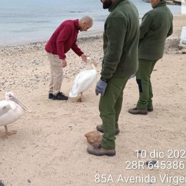 Hallados dos pelícanos en La Graciosa