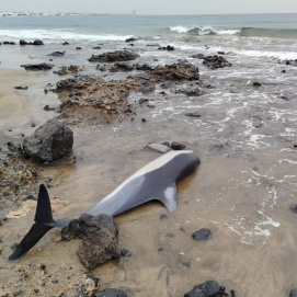 Delfín encontrado en la playa de Guacimeta. Foto: SECAC