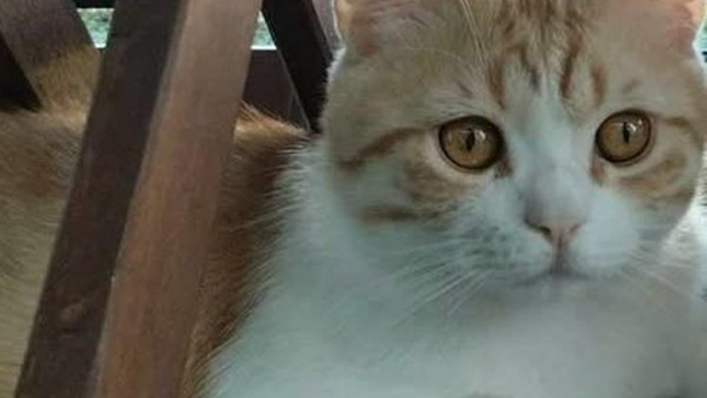 El gato Millo desaparecido en Playa Honda