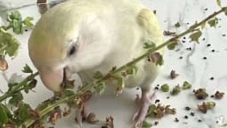 Agapornis perdido cerca de Maneje 