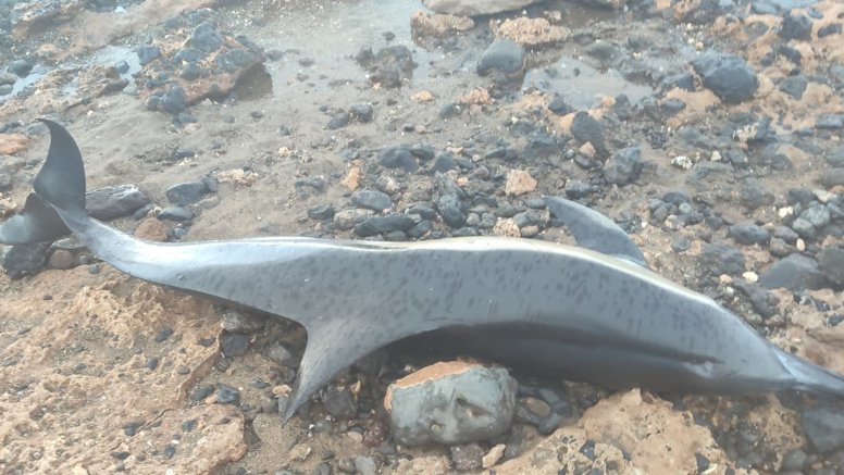 Delfín común varado en Playa Honda