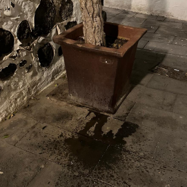 Orines en una de las calles del centro de Arrecife