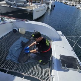 Cetáceo varado en Puerto Calero