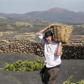 Un agricultor de La Geria. El paro ha descendido en Canarias sobre todo en Agricultura.