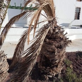 Estado de las palmeras en los jardines de Guatiza. 