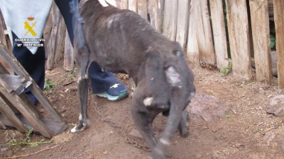 La Guardia Civil investiga a una persona por maltratar a 29 perros en Canarias