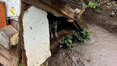 La Guardia Civil investiga a una persona por maltratar a 29 perros en Canarias