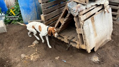 La Guardia Civil investiga a una persona por maltratar a 29 perros en Canarias