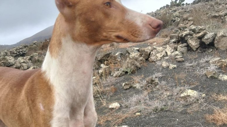 Bruma, perra de caza perdida en Haría