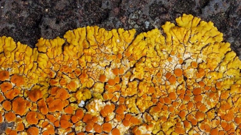 Uno de los volúmenes sobre el patrimonio del Parque Nacional de Timanfaya