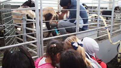 Feria de ganado en Uga, 2026