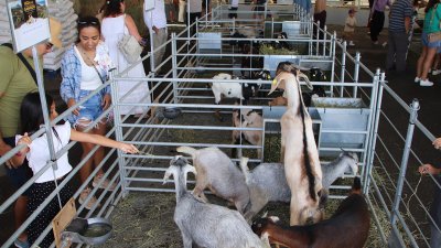 Feria de ganado en Uga, 2026