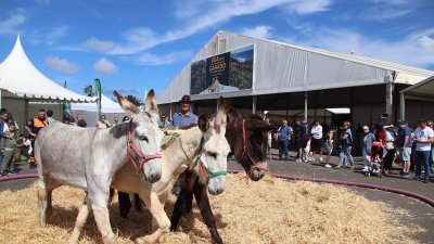 Feria de ganado en Uga, 2026