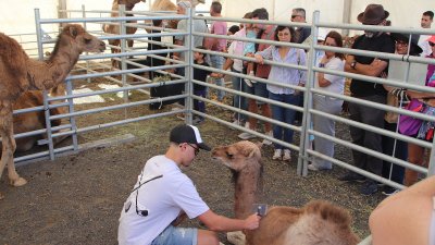 Feria de ganado en Uga, 2026