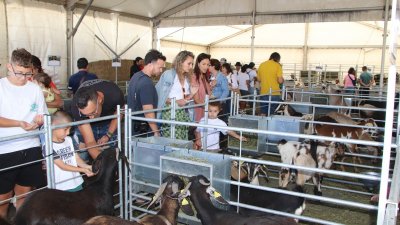 Feria de ganado en Uga, 2026