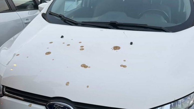 Excrementos en el vehículo de la afectada