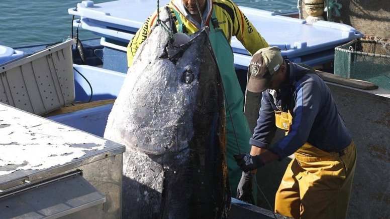 trabajadores cargando un atun en el puerto de arrecife (1)