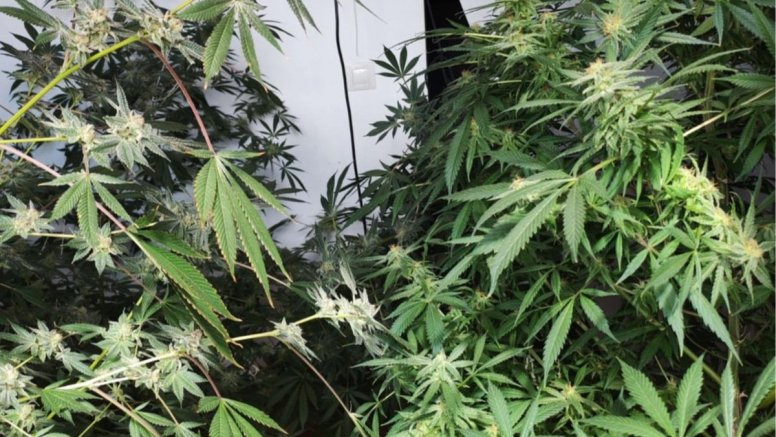 Cultivo de marihuana en el interior de la vivienda
