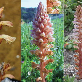 'Orobanche andryalae'