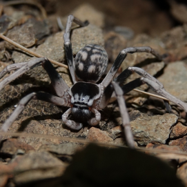 La araña 'Cerbalus verneaui', conocida como la dama pintada de El Jable