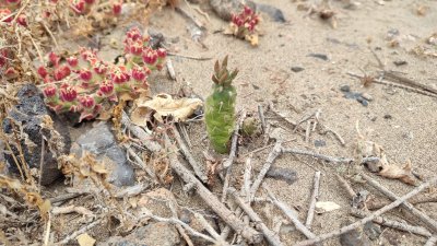 Jornada de identificación y control de especies exóticas invasoras