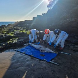  Un delfín de dientes rugosos aparece varado en una playa de Puerto del Carmen