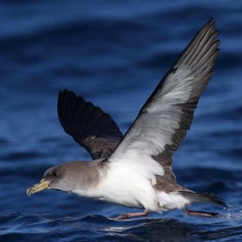 Pardela cenicienta, una de las especies afectadas por la depredación de gatos en La Graciosa. Autor: Juan Sagardía.