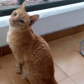 Gato 'Pelusín' perdido en Playa Honda