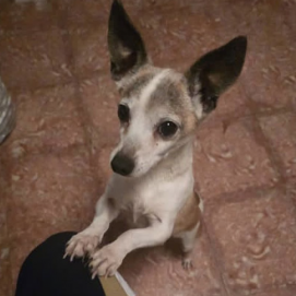 El perro Boli