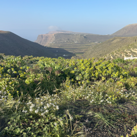 Vegetación en camino de Gallo, en el norte de Lanzarote. Foto: Michael Valdivia