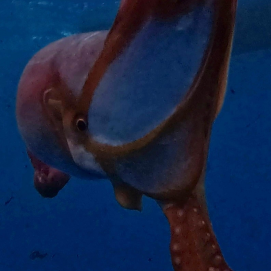 Imagen del pulpo abisal